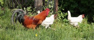Кучинская юбилейная порода кур (41 фото): описание кучинских петухов и несушек. Как различить пол у цыплят? Отзывы владельцев