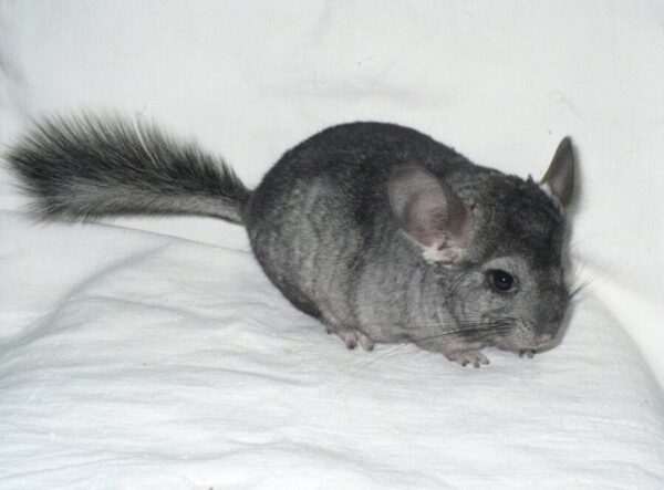 генетический калькулятор шиншилл