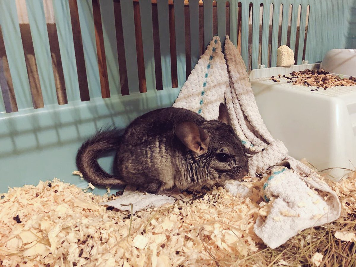 какие деревья можно шиншилле