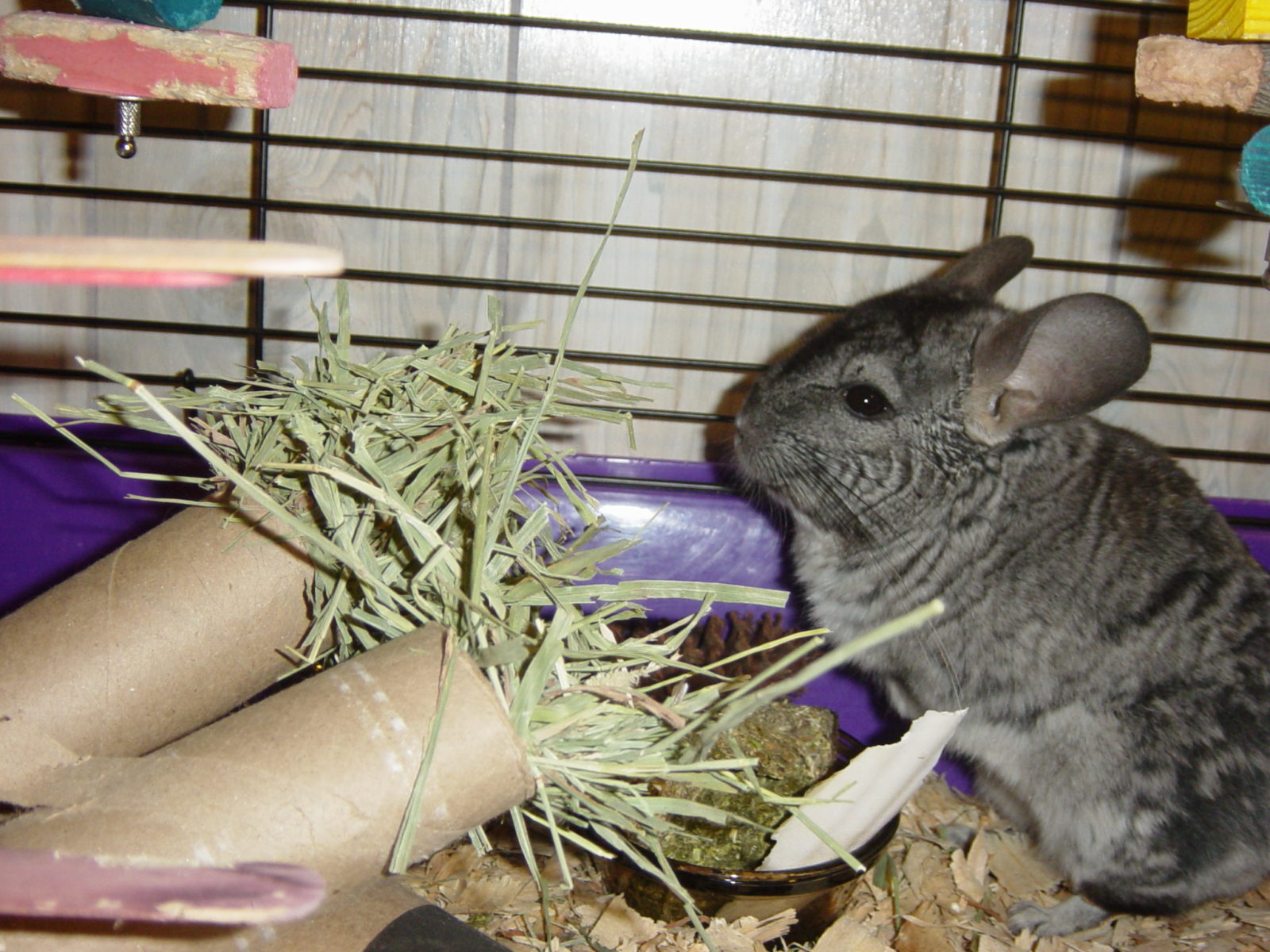 какие деревья можно шиншилле