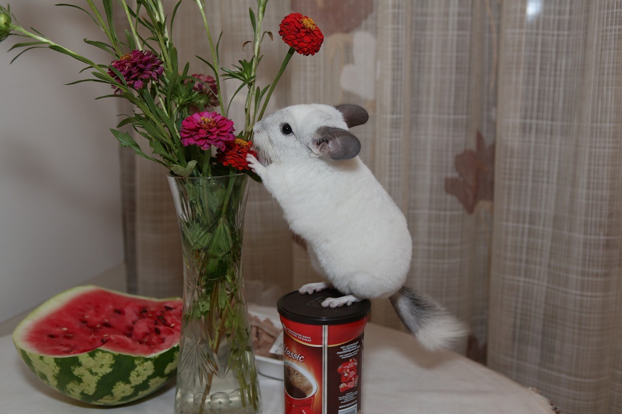 какие деревья можно шиншилле