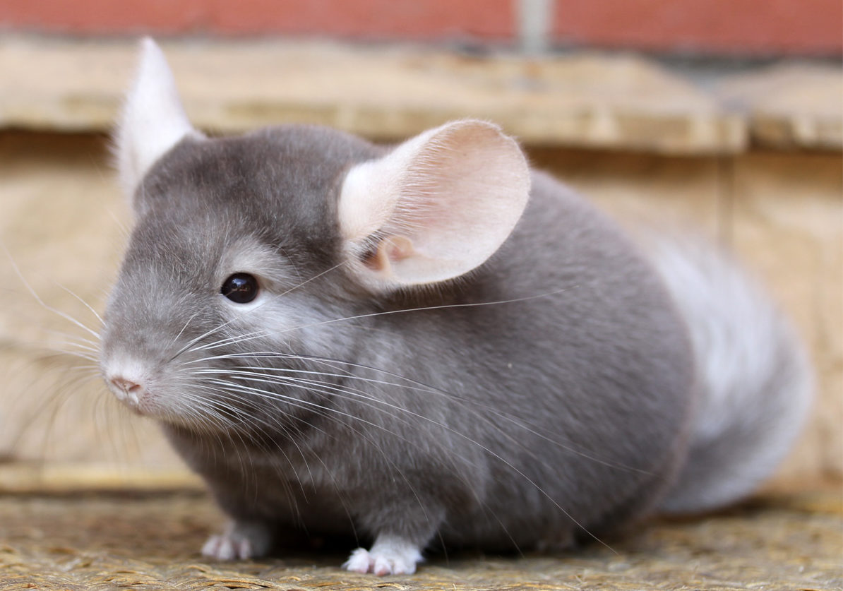 содержание шиншилл