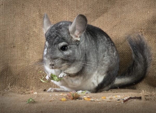 генетический калькулятор шиншилл