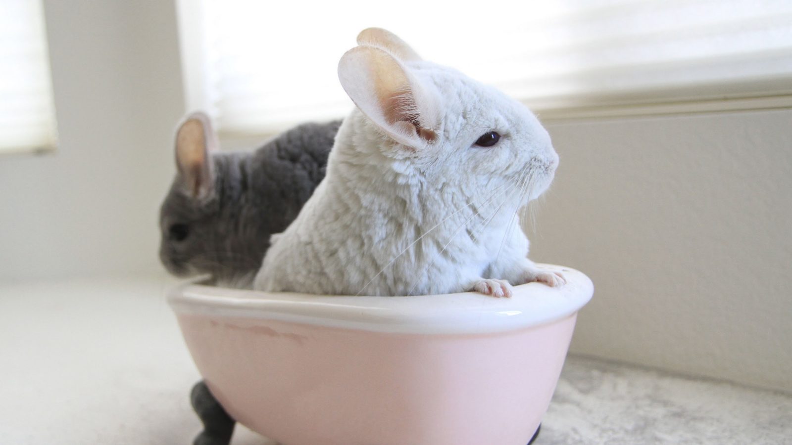 содержание шиншилл