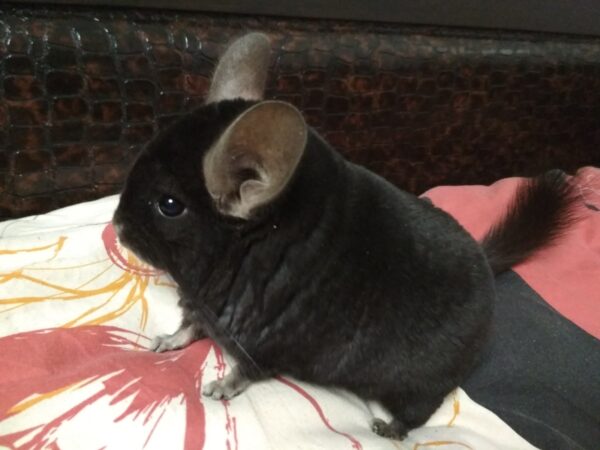 генетический калькулятор шиншилл