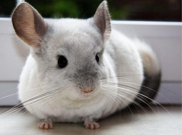 беременность шиншилл