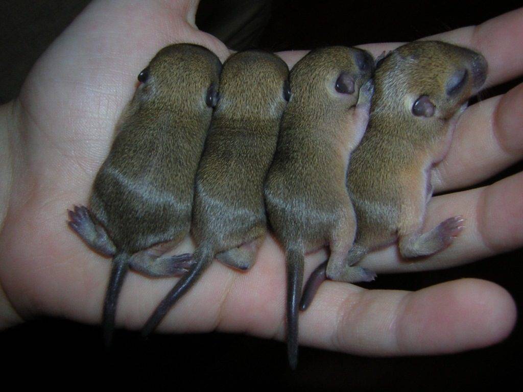 детеныши шиншилл