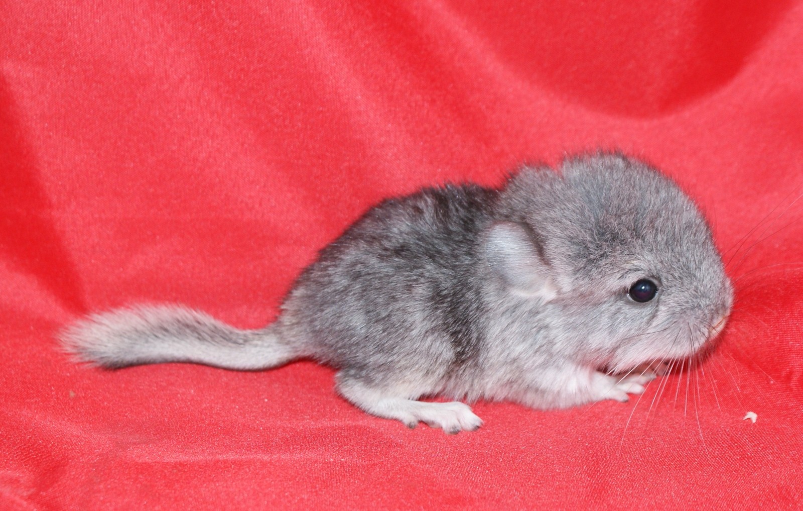 детеныши шиншилл