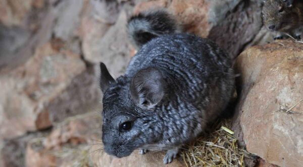 как определить возраст шиншилл