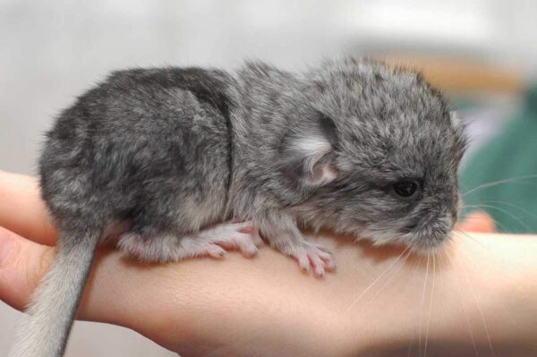 как определить возраст шиншилл