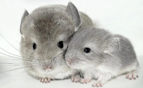 Как отличить молодую от пожилой