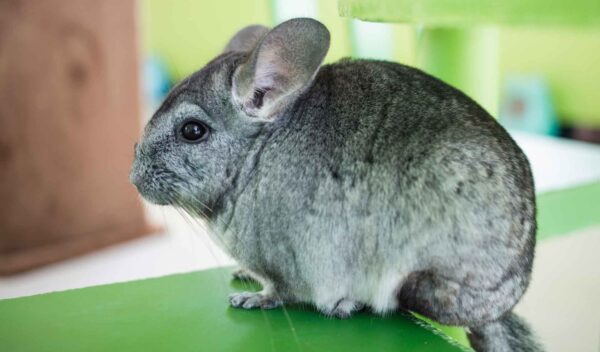 беременность шиншиллы