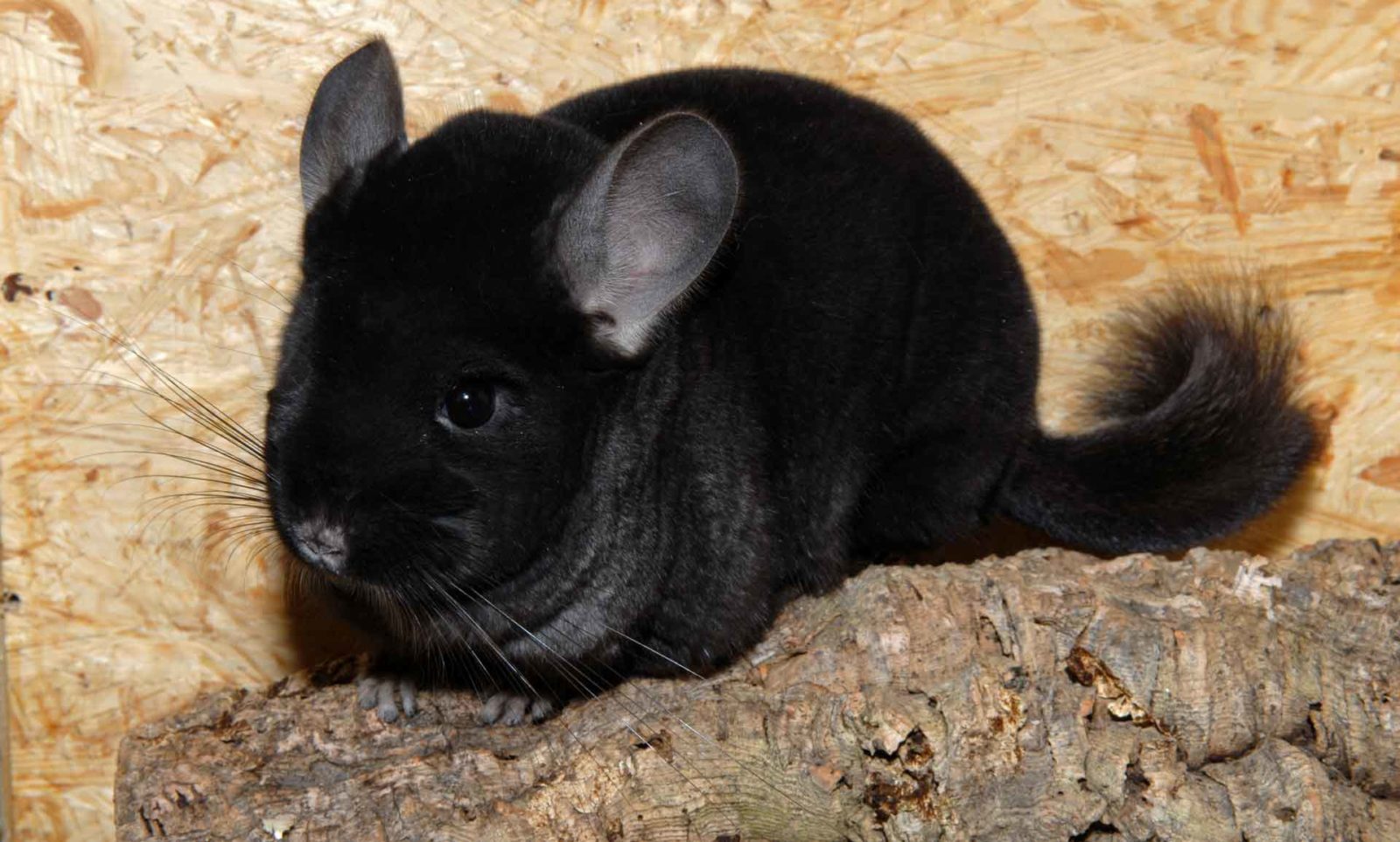 витрина для шиншиллы