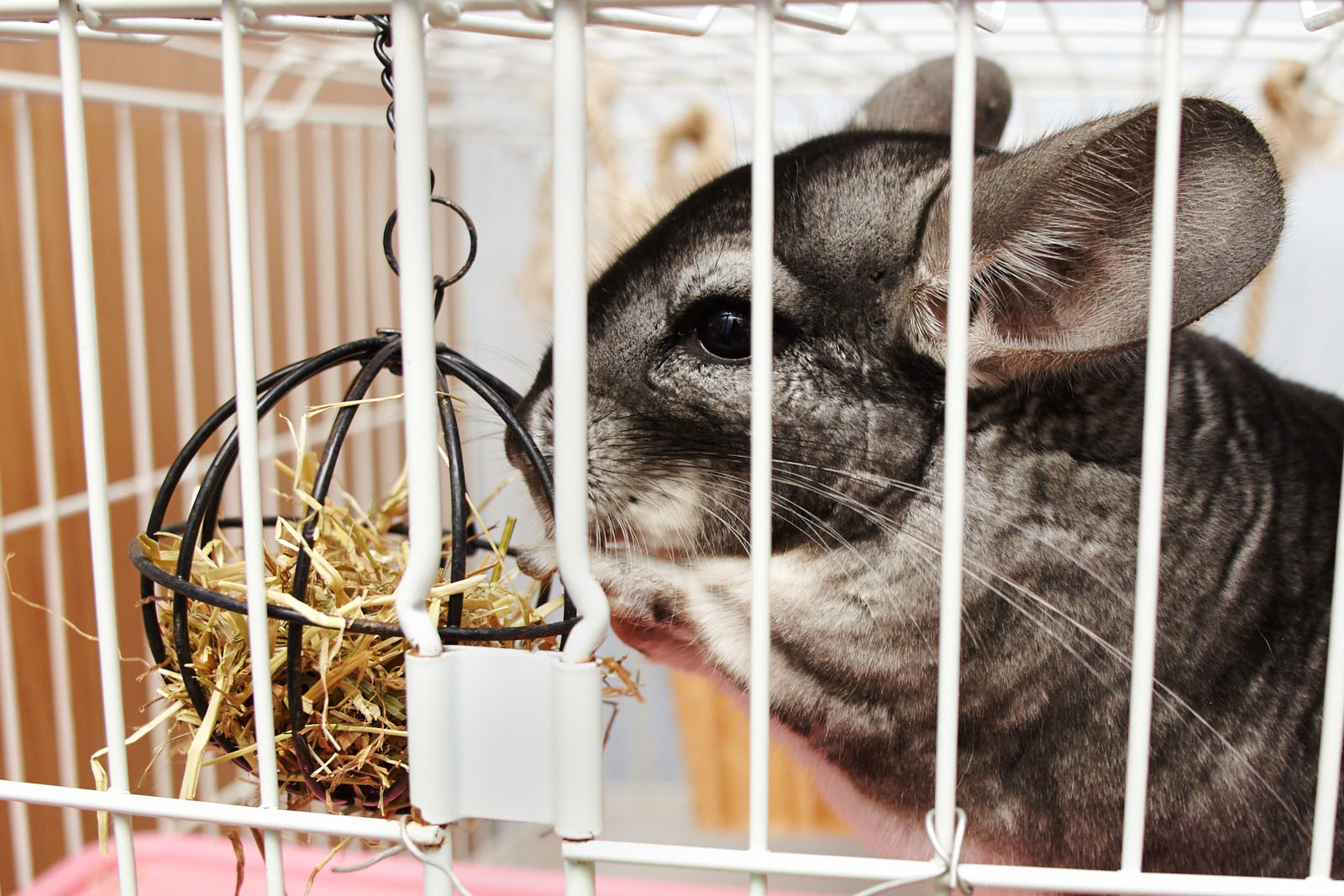 витрина для шиншиллы