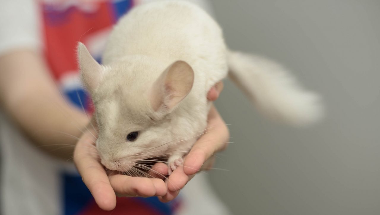 гамак для шиншиллы своими руками