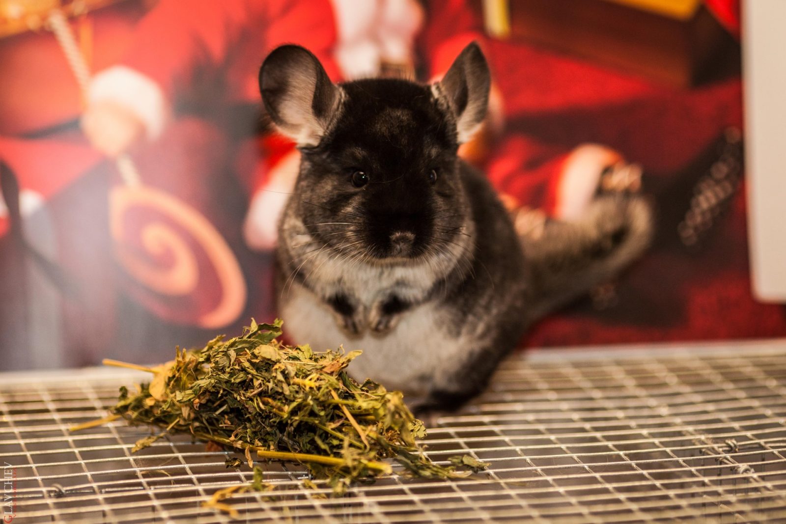 как правильно кормить шиншиллу