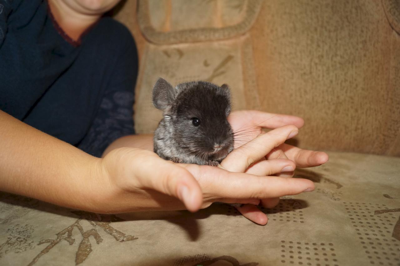 как приучить шиншиллу