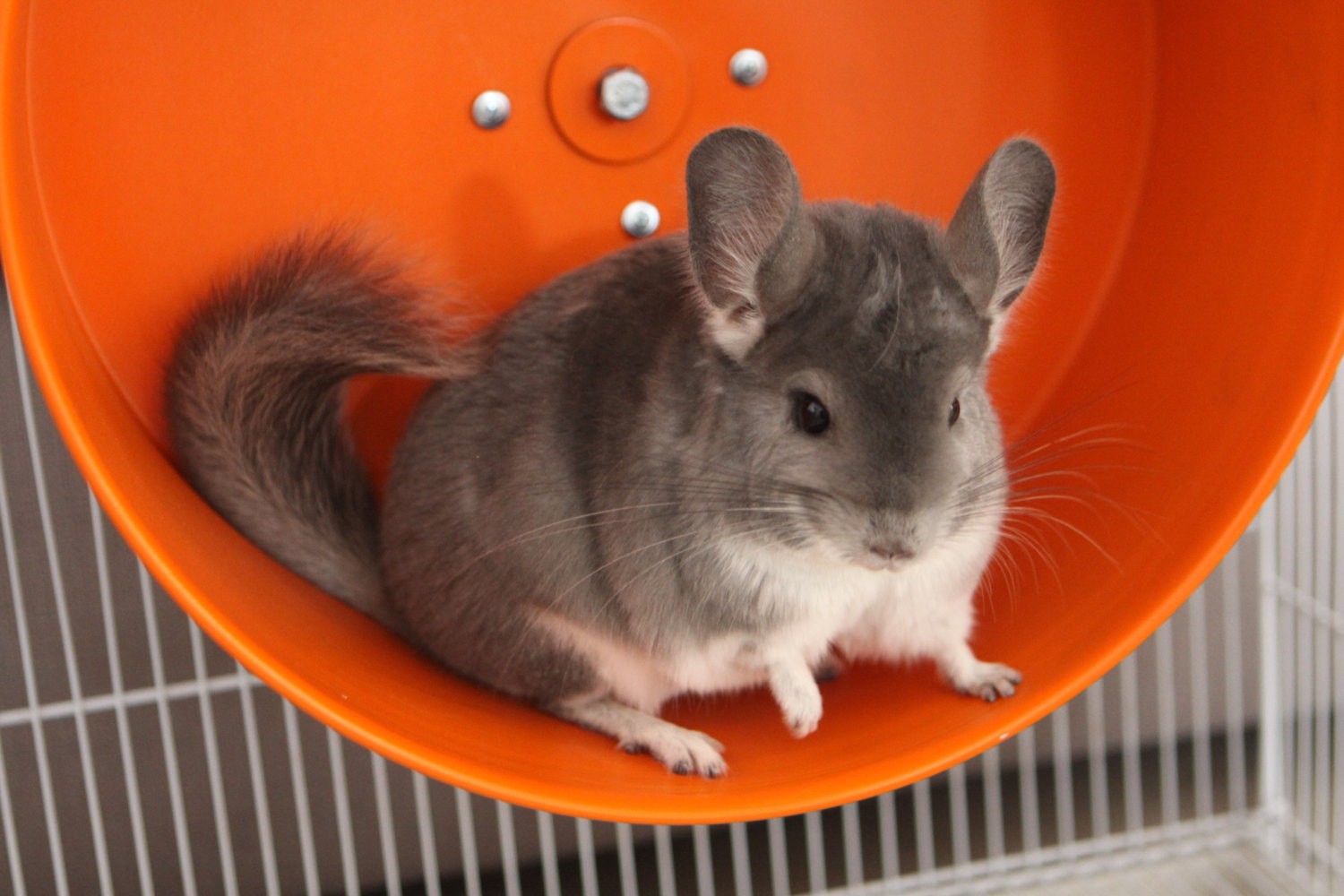 как правильно кормить шиншиллу