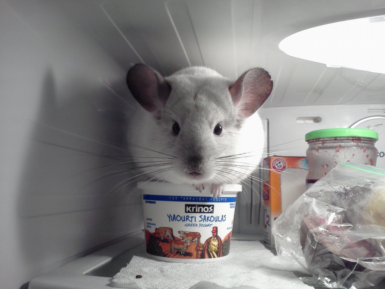 как правильно кормить шиншиллу