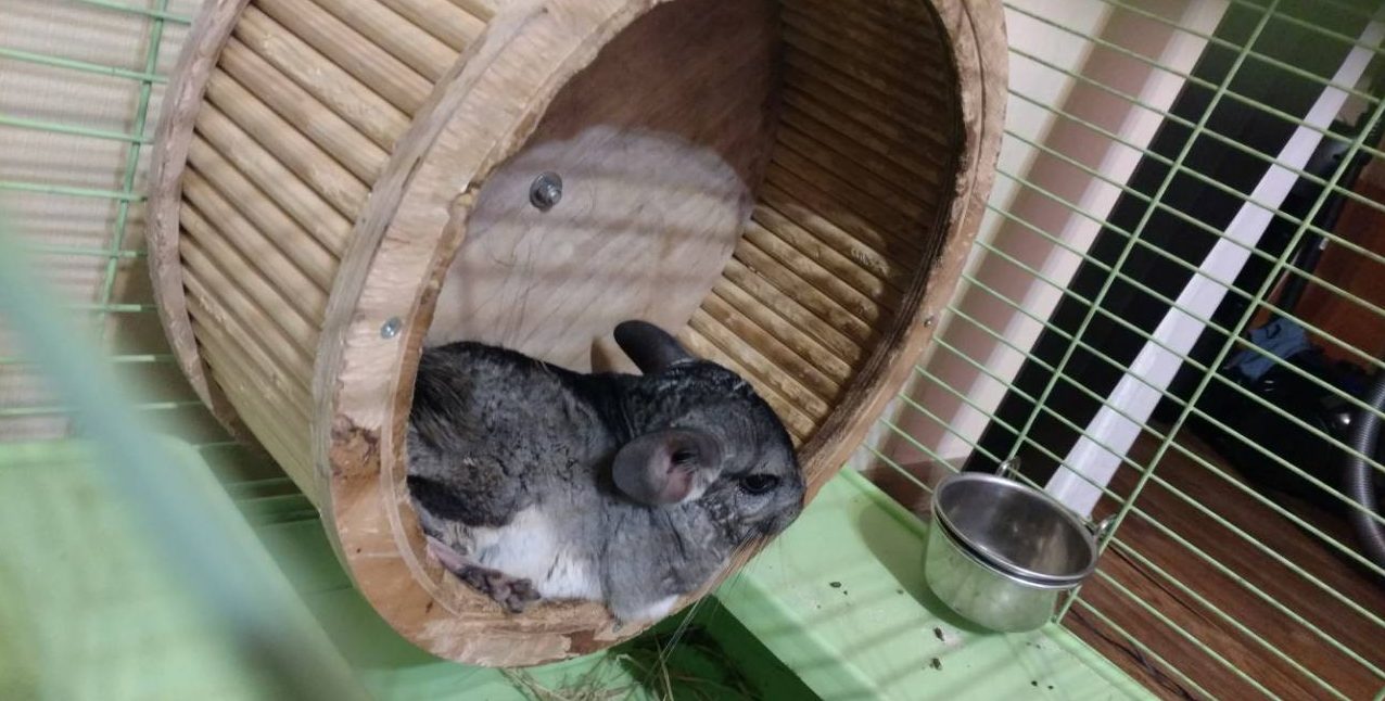 колесо для шиншиллы