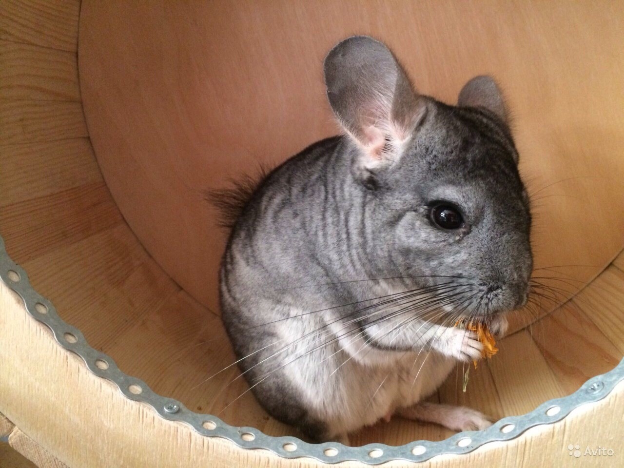 колесо для шиншиллы