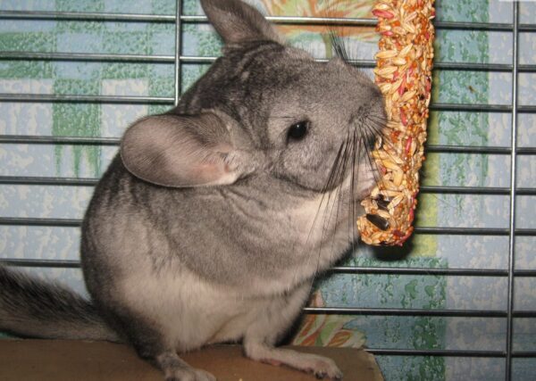 стоит ли заводить шиншиллу дома