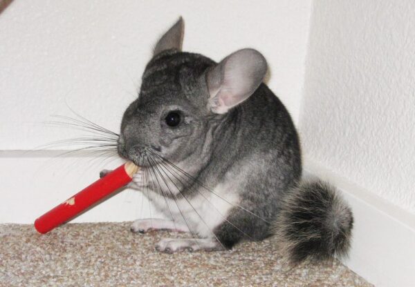 стоит ли заводить шиншиллу дома