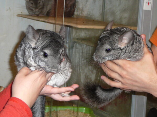 стоит ли заводить шиншиллу дома