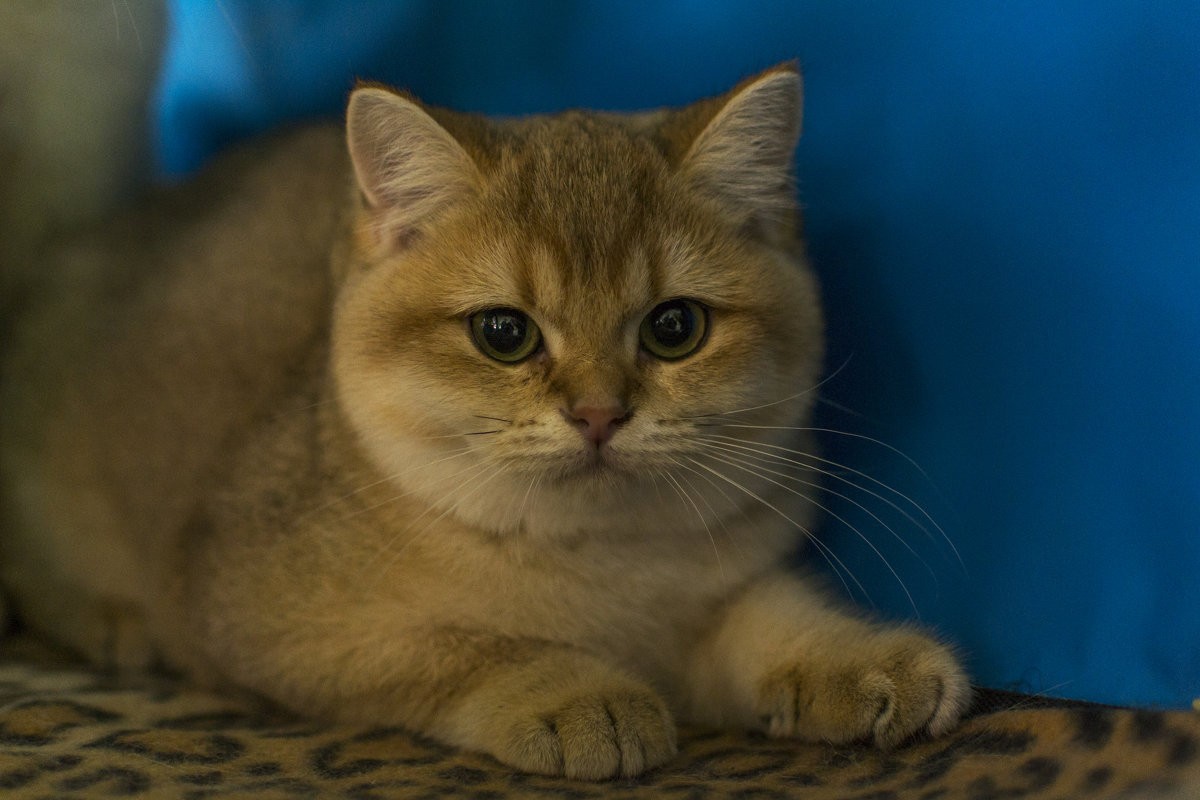 золотая шиншилла