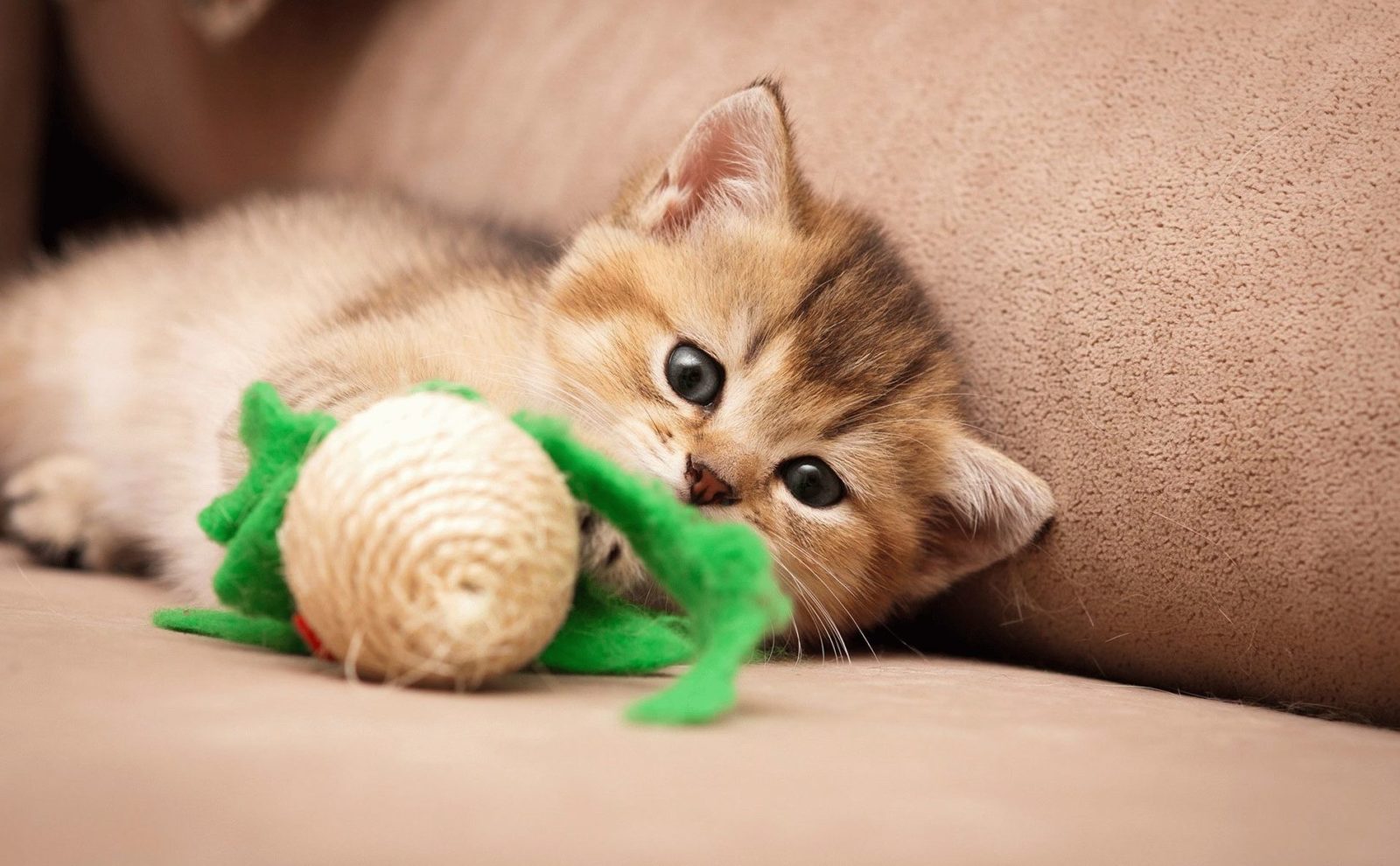 золотая шиншилла