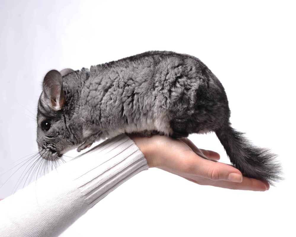 имя для шиншиллы