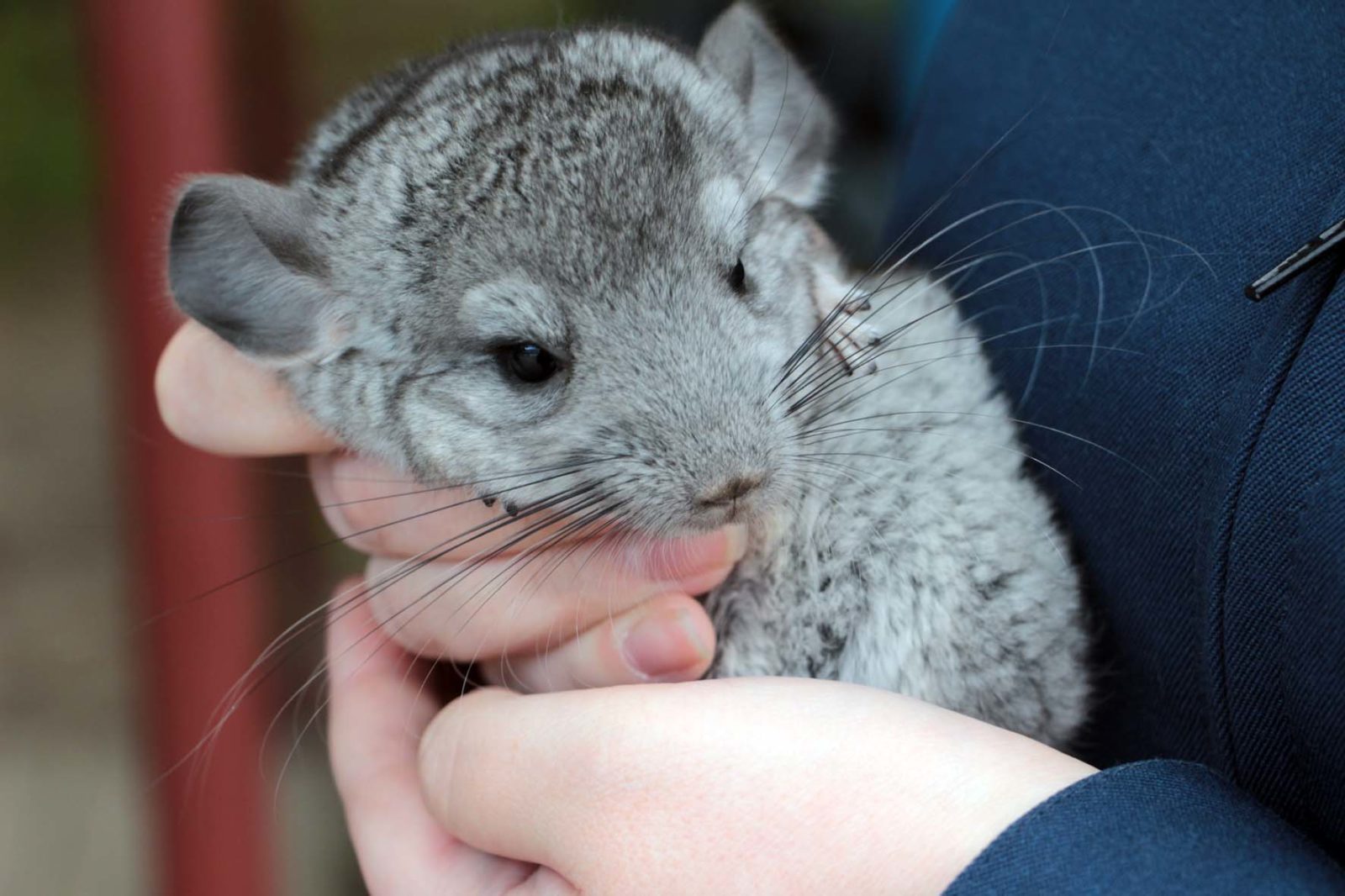 имя для шиншиллы