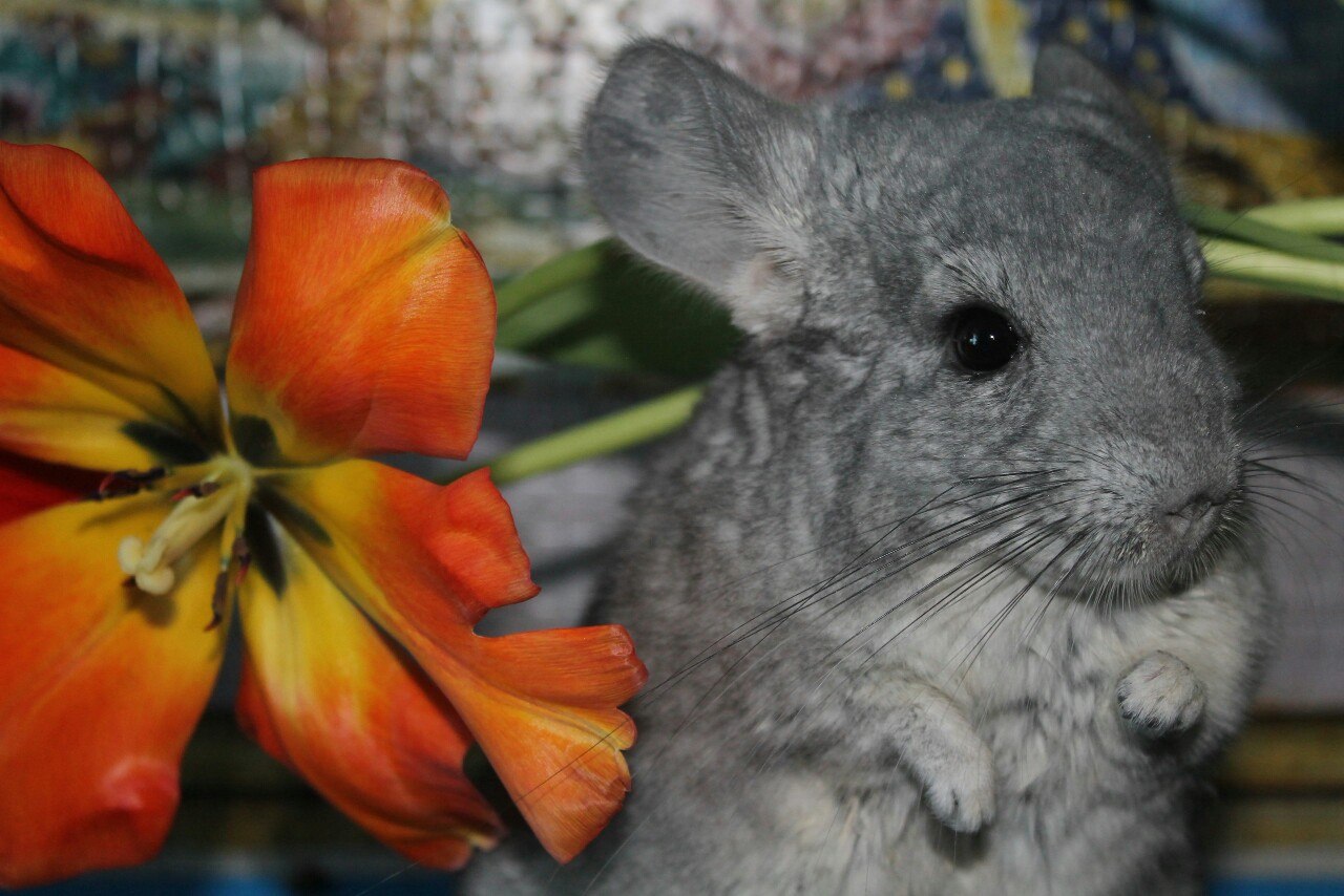 какую траву можно шиншиллам