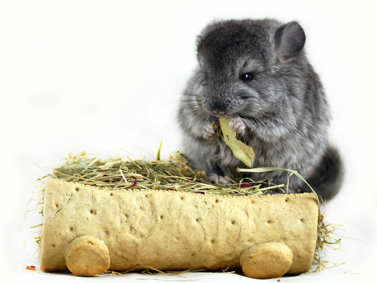 какую траву можно шиншиллам