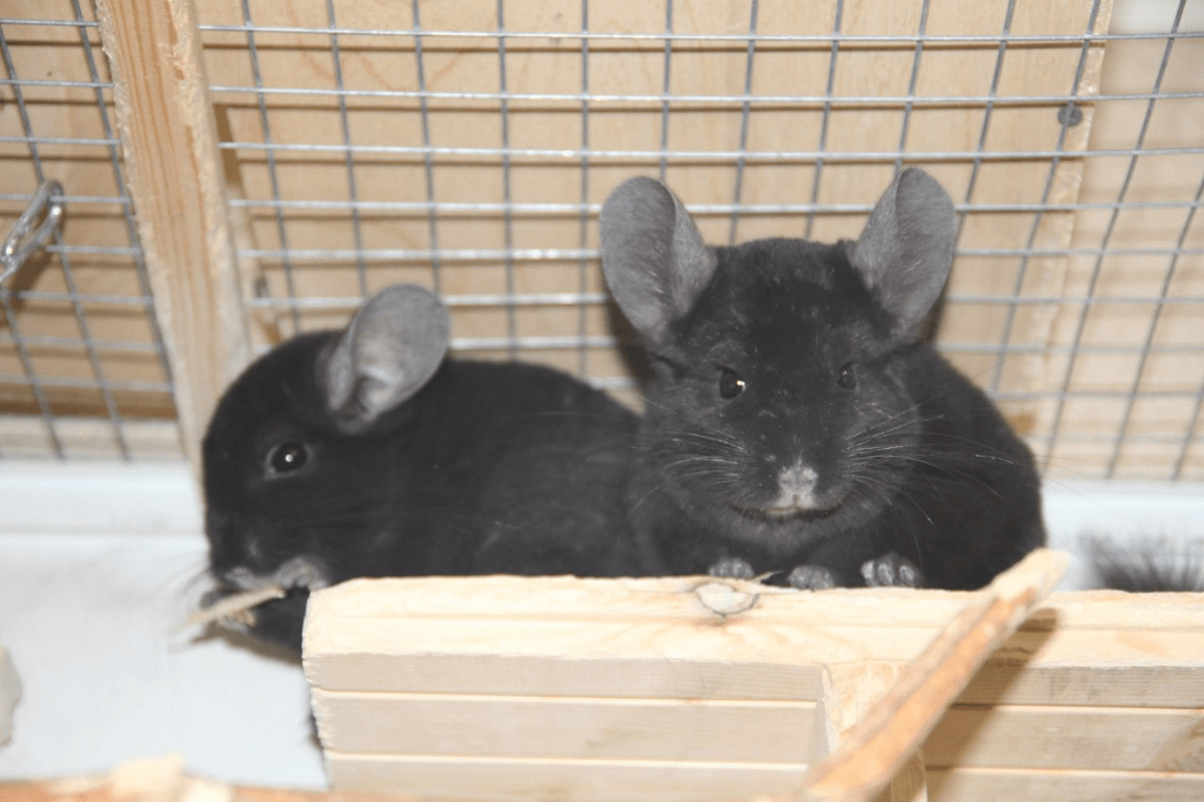 есть ли запах от шиншилл