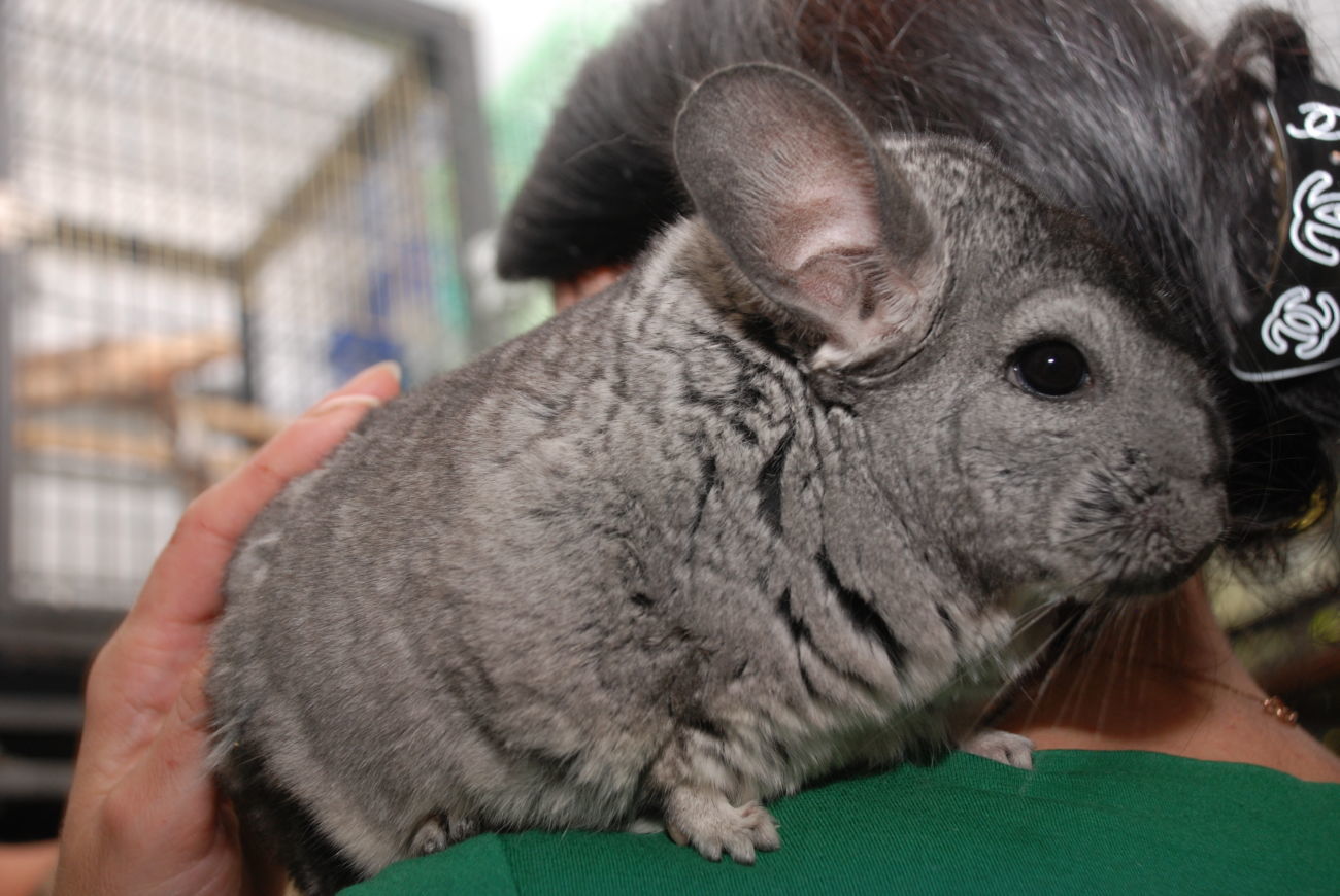 есть ли запах от шиншилл