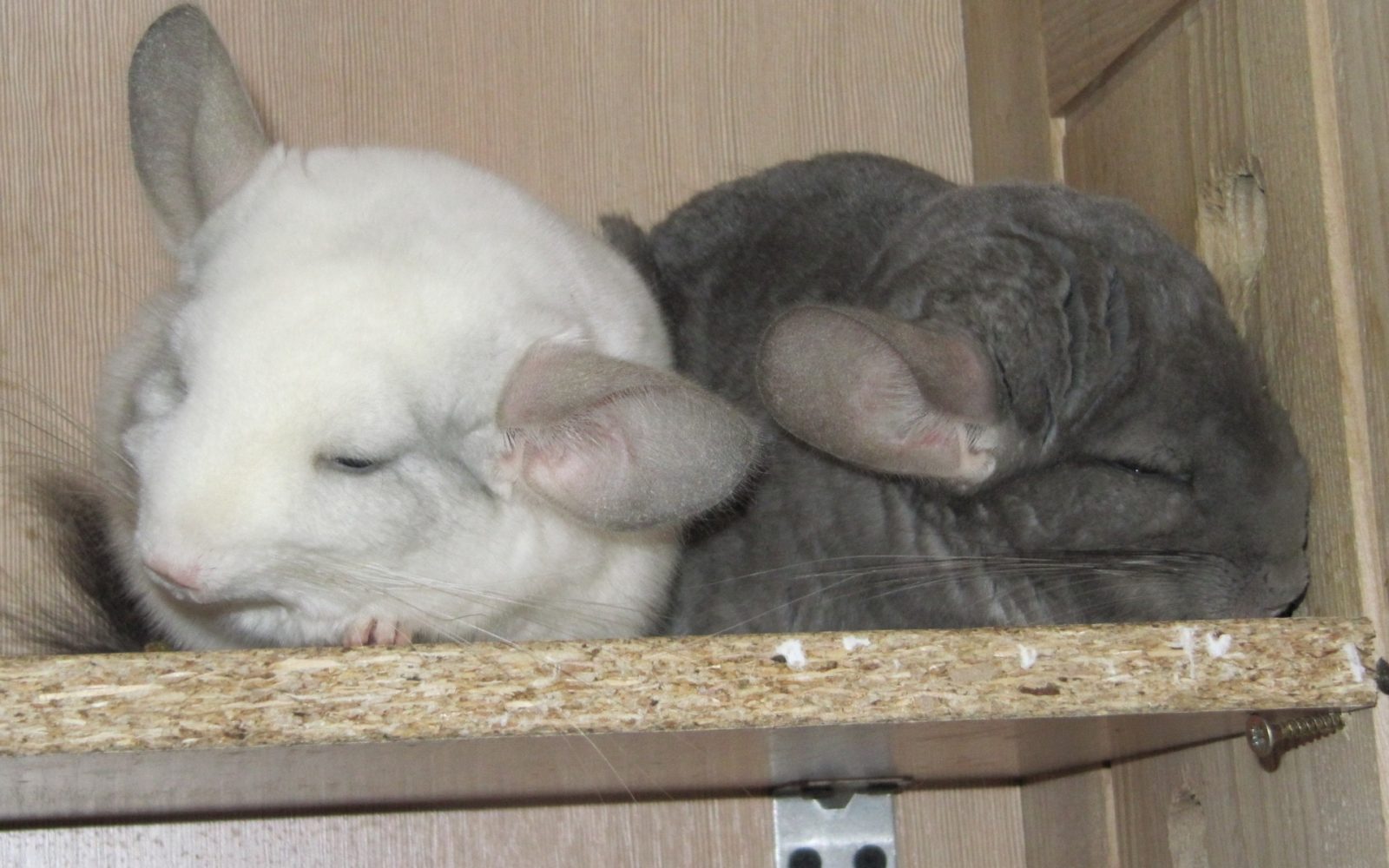 есть ли запах от шиншилл