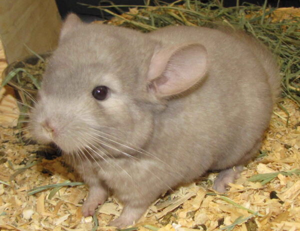 болезни шиншилл