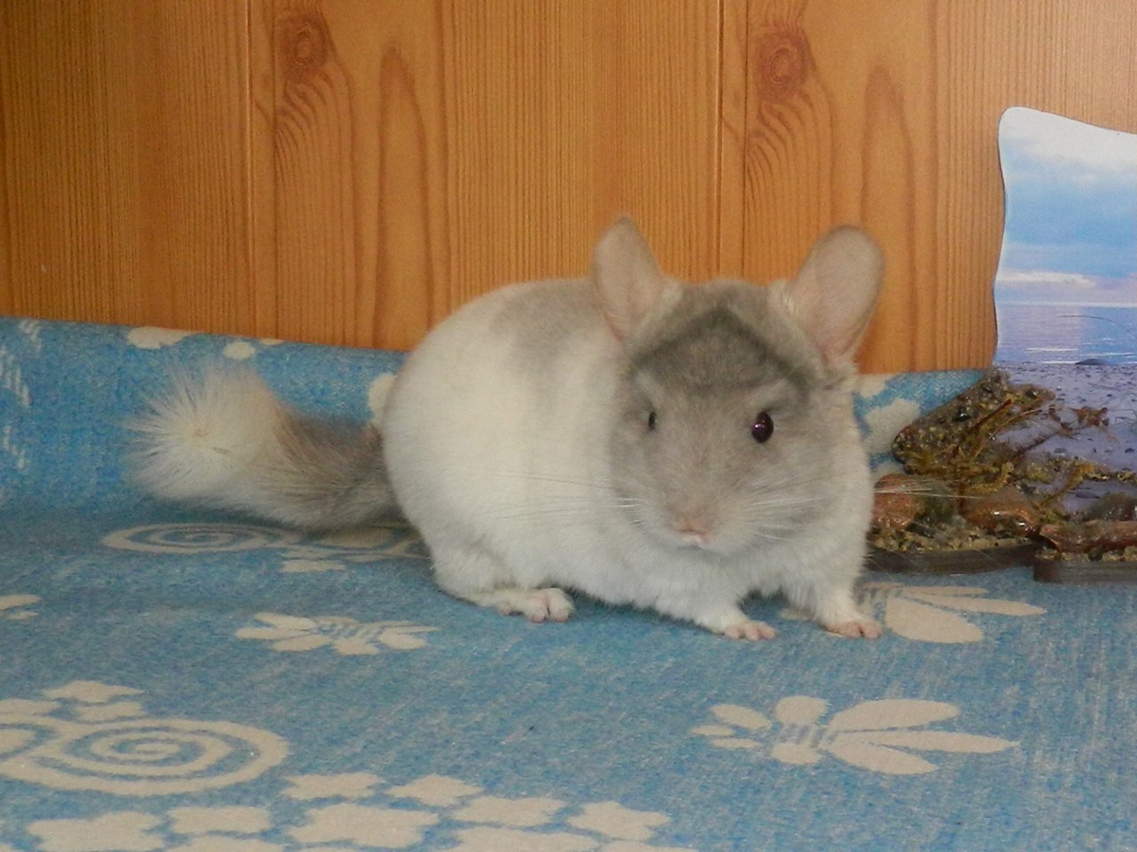 кастрация и стерилизация шиншилл