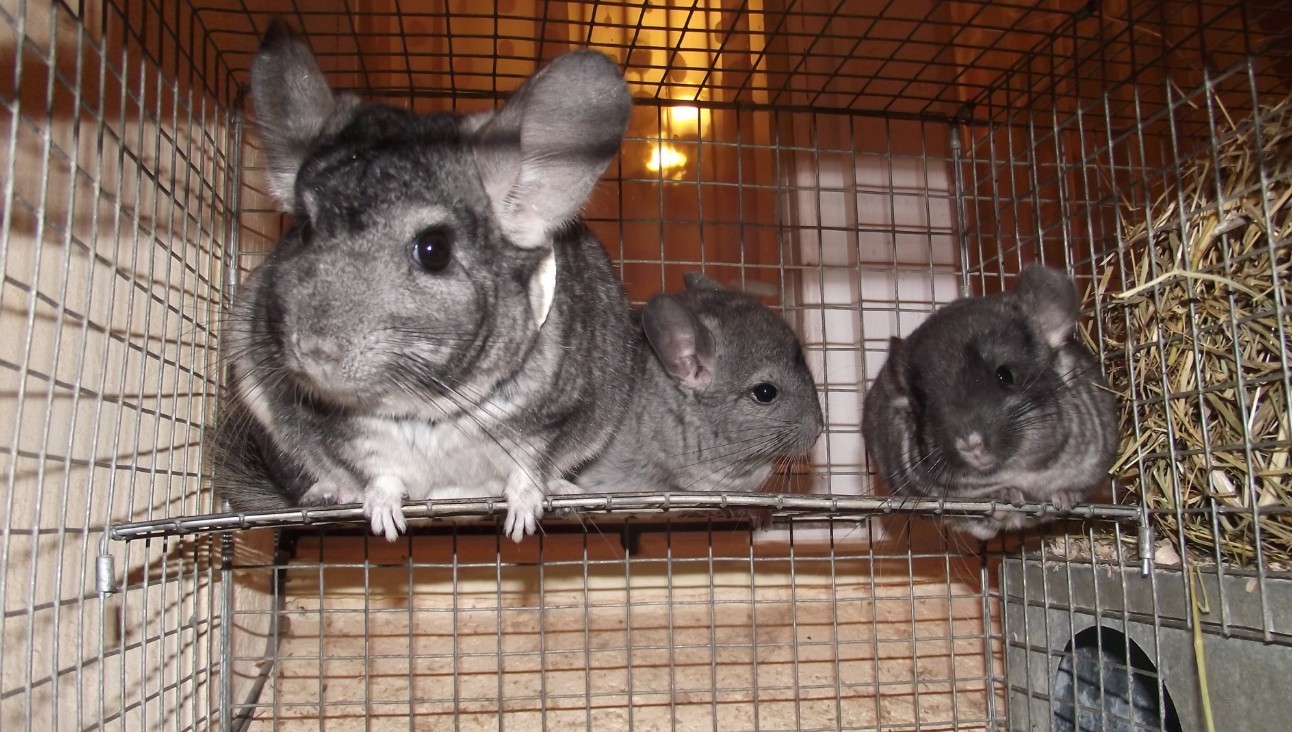 кастрация и стерилизация шиншилл