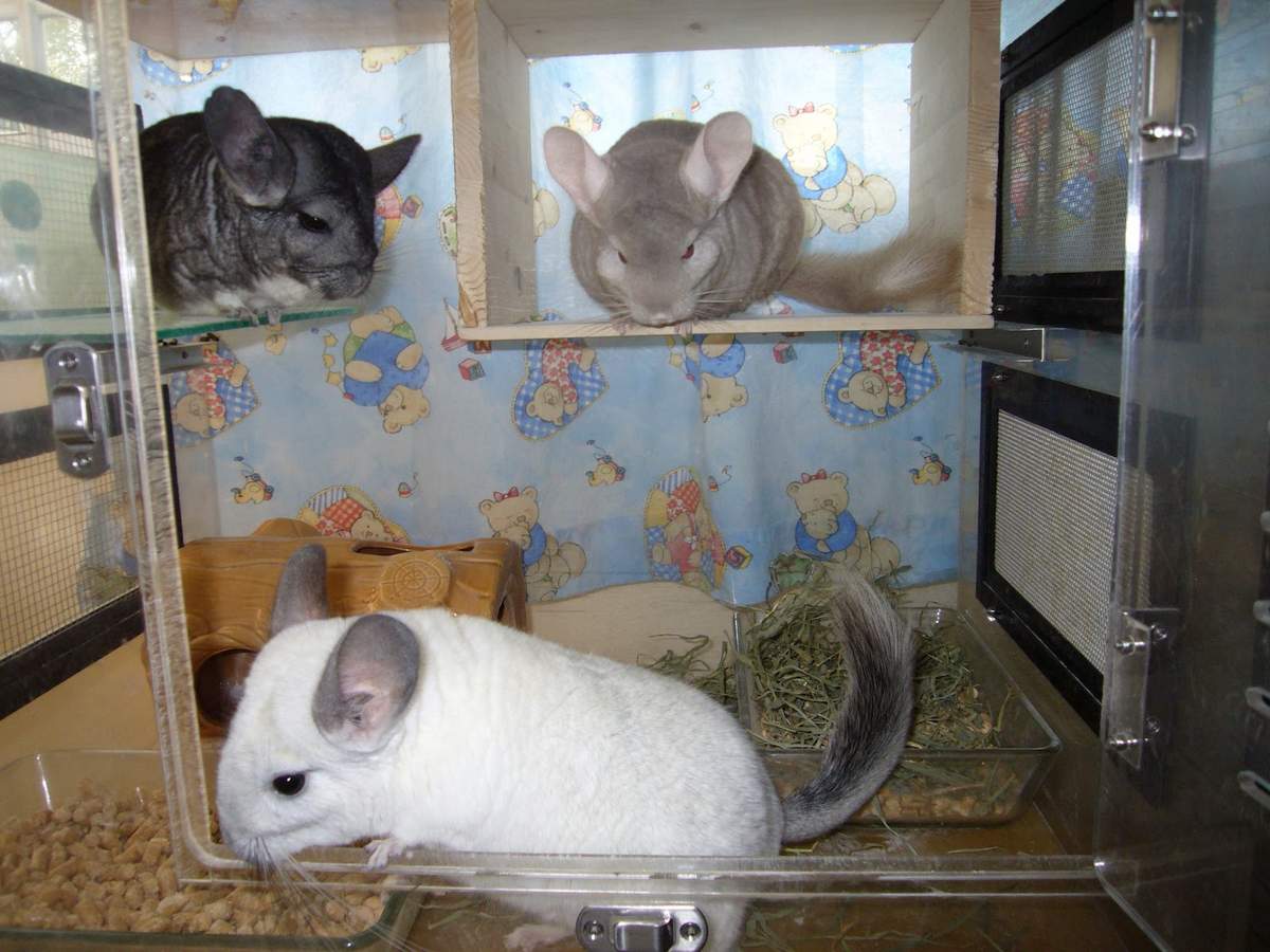 продолжительность жизни шиншилл