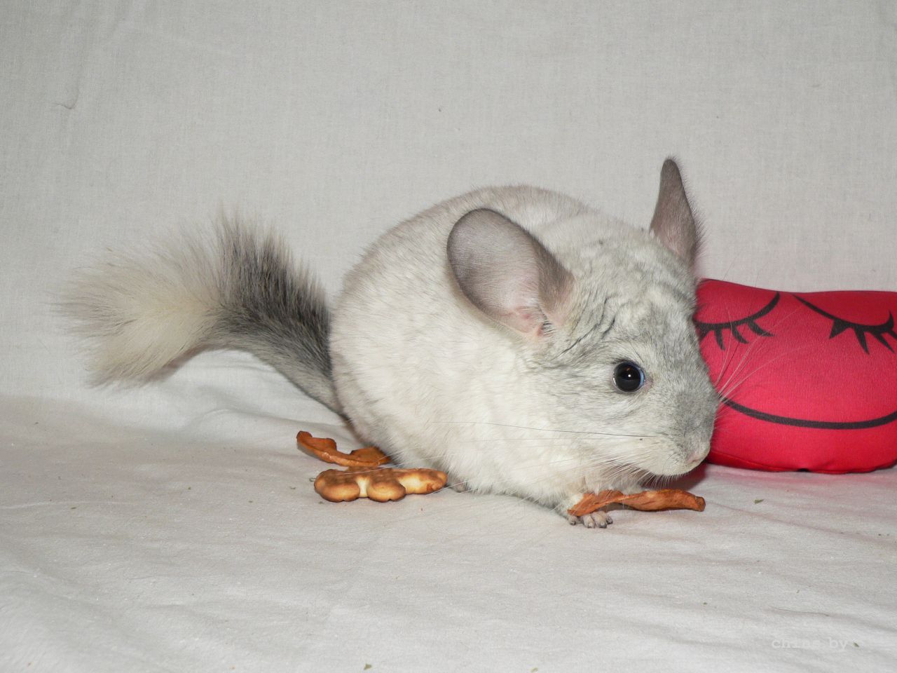 продолжительность жизни шиншилл