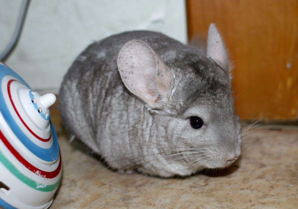 игрушки для шиншилл