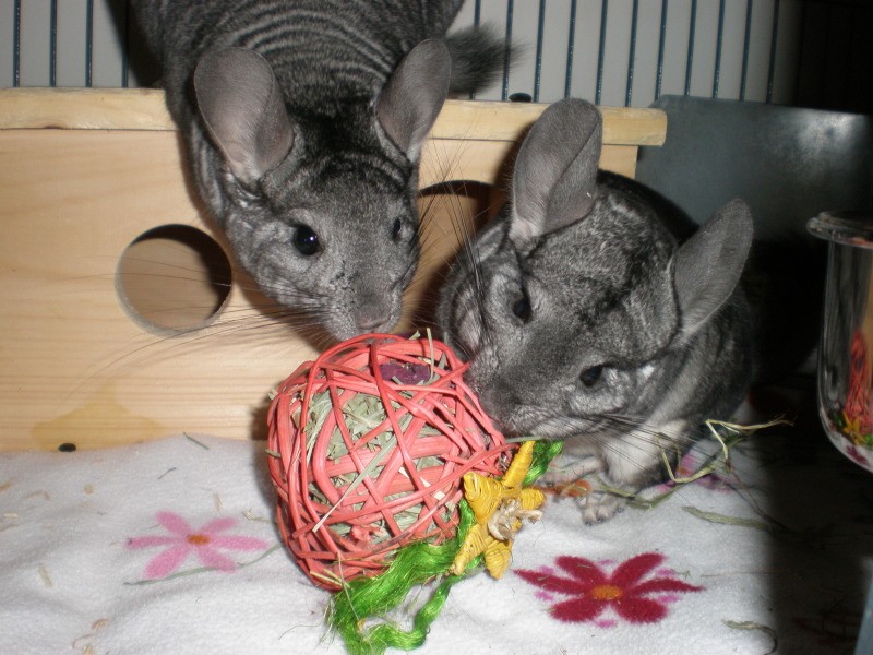 игрушки для шиншилл