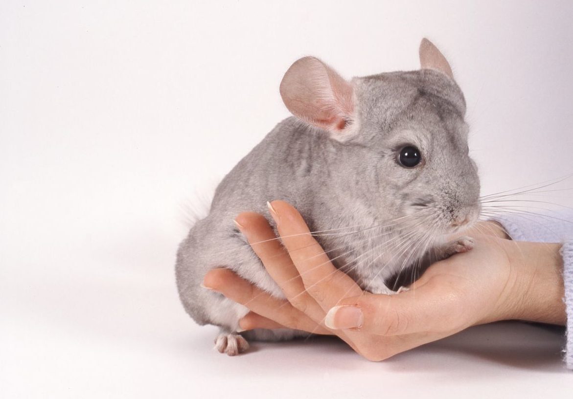 шиншилл