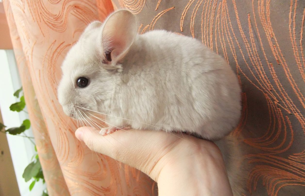 звуки шиншилл