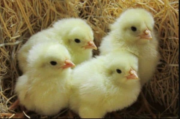 Цыплята Карликового Леггорна хорошо набирают вес и рост, начиная с первых дней появления на свет
