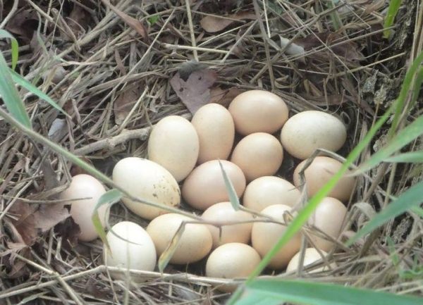Яйца куропатки