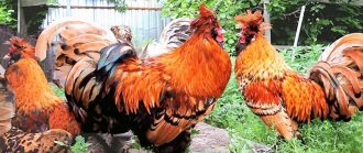 Кучинская юбилейная порода кур (41 фото): описание кучинских петухов и несушек. Как различить пол у цыплят? Отзывы владельцев