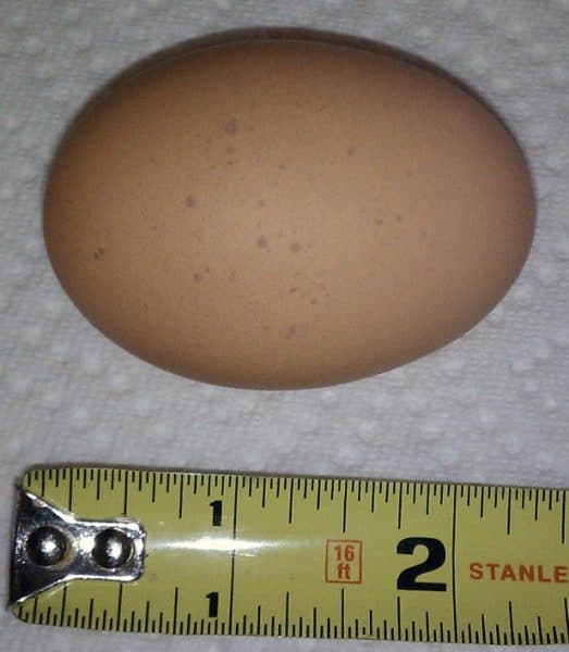 Яйца плимутрок